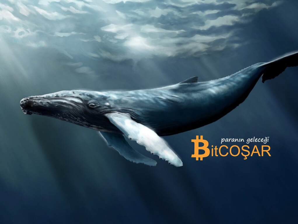 bitcoin balinası