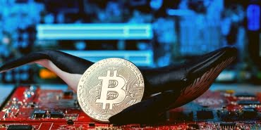 Bitcoin Balinaları Pastanın Büyük Bölümünü Ele Geçiriyor